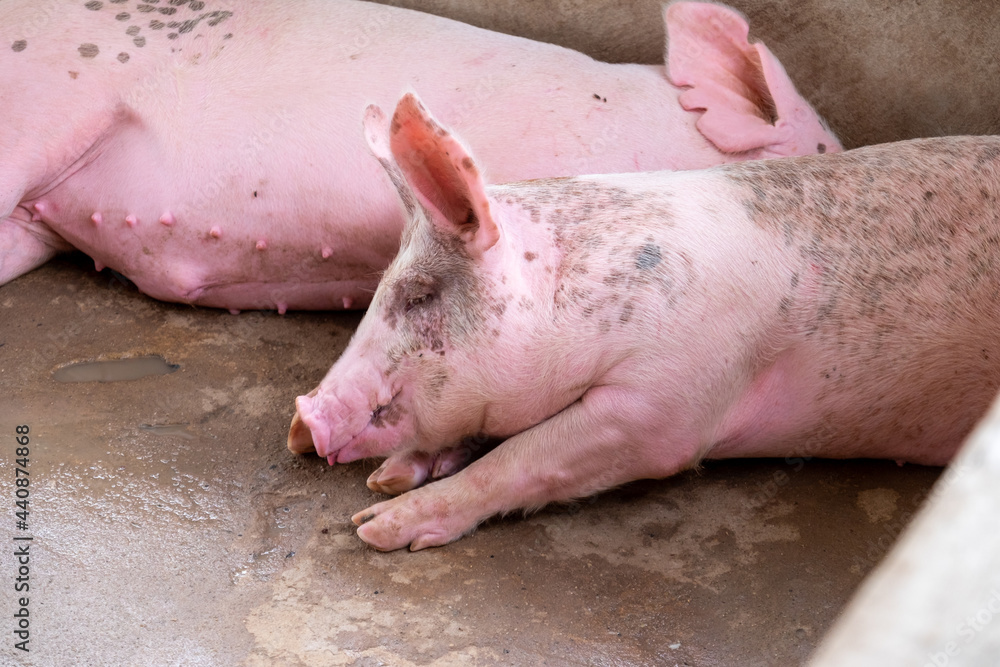 Pig farm in swine business in tidy and clean indoor housing farm, with pig mother feeding piglet Pig farm in swine business in tidy and clean indoor housing farm, with pig mother feeding piglet