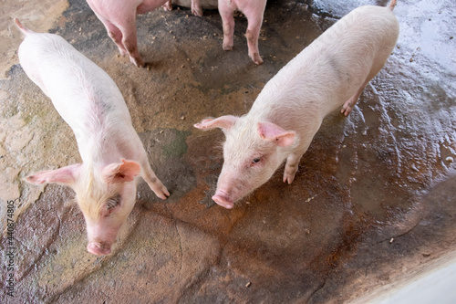 Pig farm in swine business in tidy and clean indoor housing farm, with pig mother feeding piglet © narate