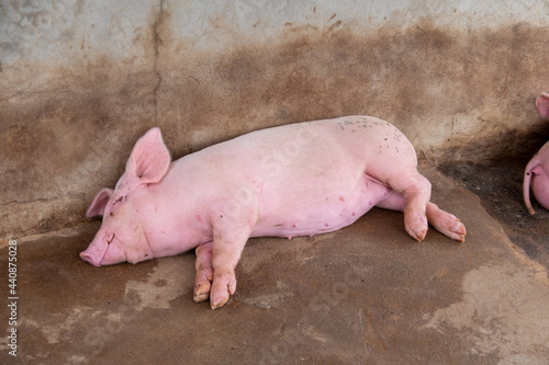 Pig farm in swine business in tidy and clean indoor housing farm, with pig mother feeding piglet