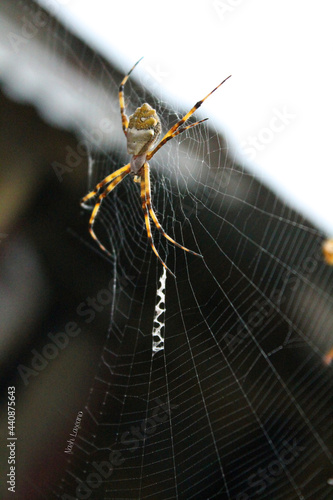 spider on the web