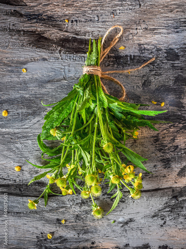 A bunch of forest flowers gravilata tied with twine on a dark background photo