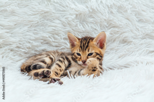 Little bengal kitten on the white fury blanket