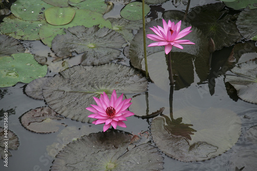 Pink lilies in pond emerging at different heights photo