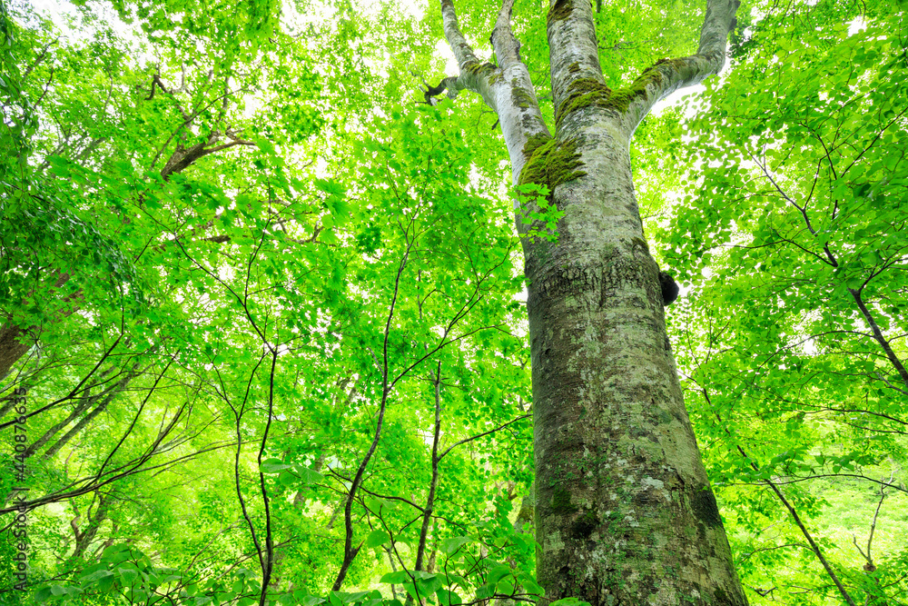 Fototapeta premium trees in the forest