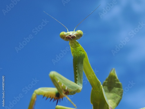 Green praying mantis