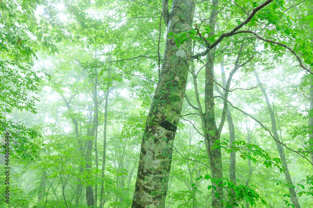 Fototapeta premium green forest in the morning