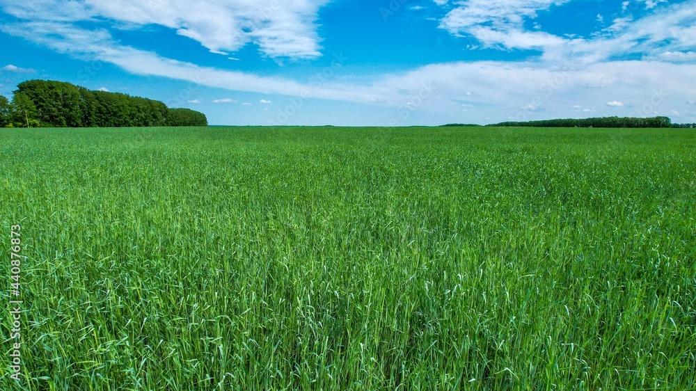 Fototapeta premium Green field and blue sky with colorful clouds.