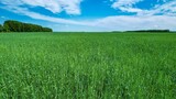 Green field and blue sky with colorful clouds.
