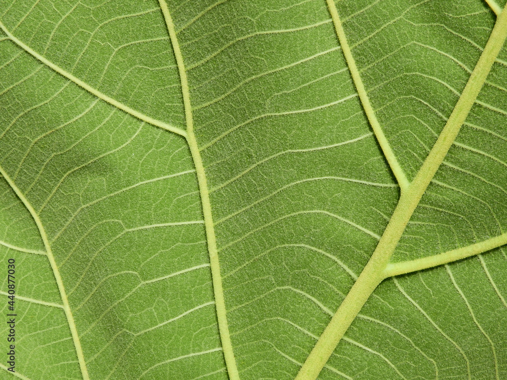 close up vein of green teak leaf texture close up vein of green teak leaf texture