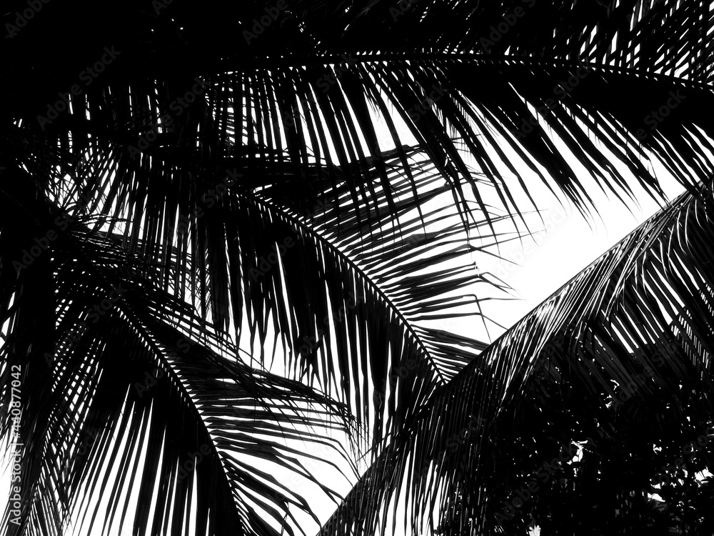 Fototapeta black coconut leaf silhouette background
