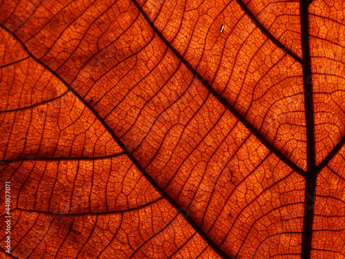 close up brown leaf texture  autumn background