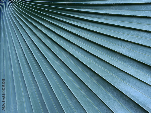 Bismarck palm ( Bismarckia nobilis ) leaf texture