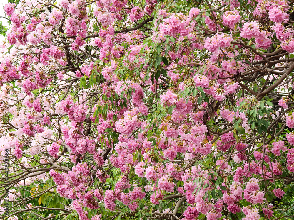 Obraz premium Pink trumpet tree (Tabebuia rosea), The beauty of pink flowers that are blooming at season