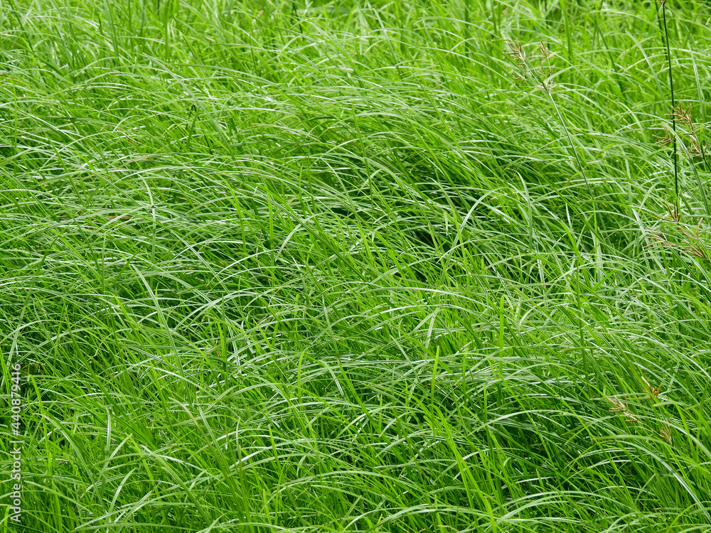 green grass in meadow green grass in meadow