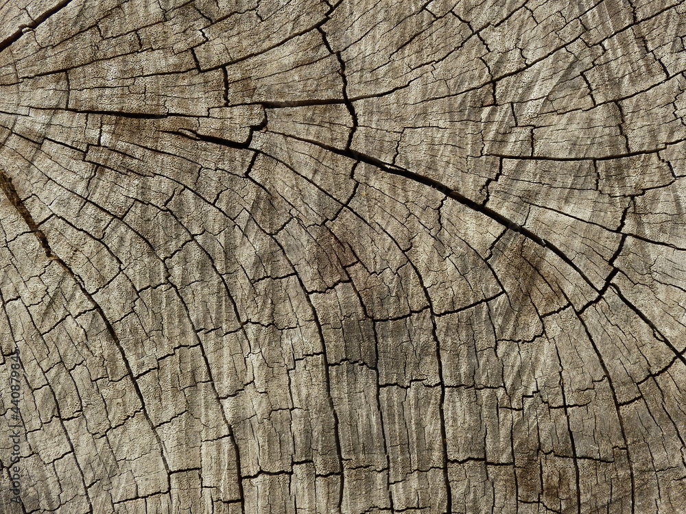 Fototapeta premium aged stump wood with crack texture