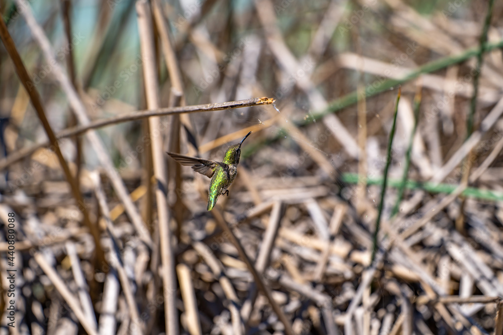 Hummingbird collects insects from cobwebs. Hummingbird collects insects from cobwebs.