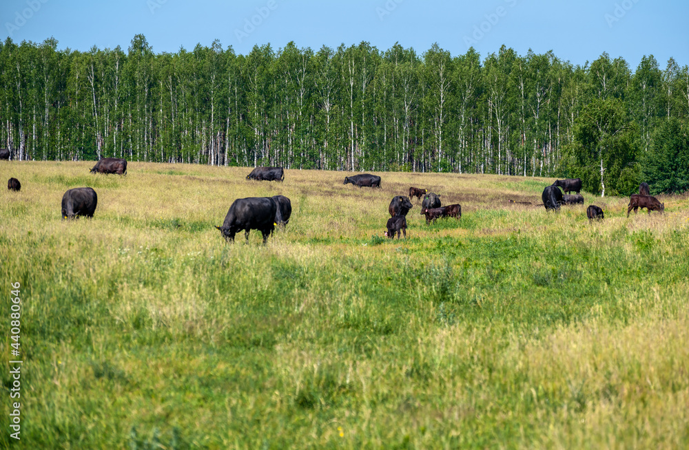 Herd of cows grazes on a green meadow. Summer sunny day. Close-up portrait photo. Herd of cows grazes on a green meadow. Summer sunny day. Close-up portrait photo.