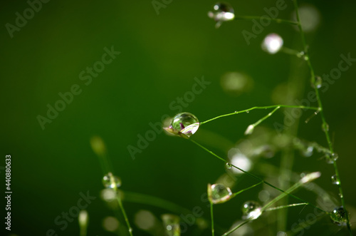 Close-up view of the dew drops on the grass