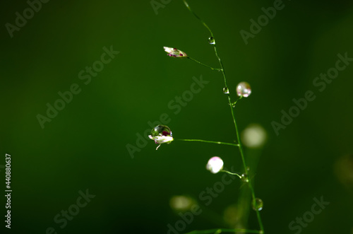 Close-up view of the dew drops on the grass