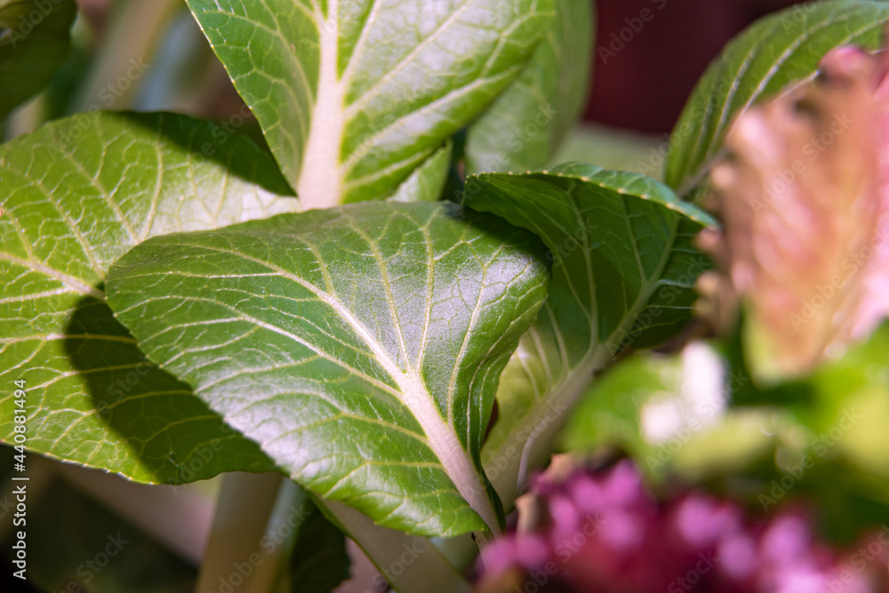 Homegrown organic Bok Choy asian green vegetable indoor greenhouse environment with healthy, green looking leaves. Homegrown organic Bok Choy asian green vegetable indoor greenhouse environment with healthy, green looking leaves.