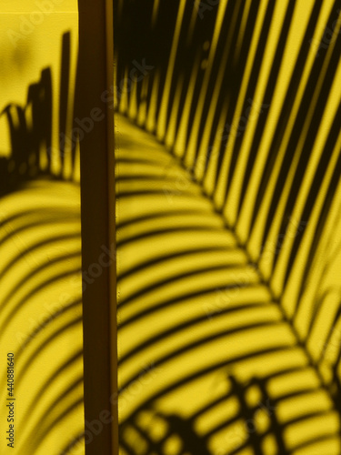 abstract shadow of palm leaves on yellow wall background