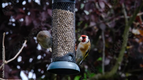 Small birds using a bird feeder eating seeds