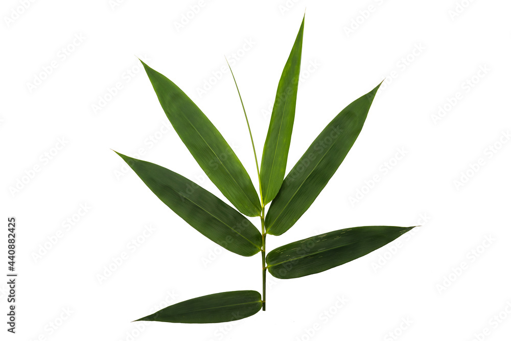 Bamboo leaves isolated on white background. Bamboo leaves isolated on white background.
