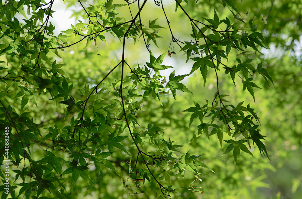 Fototapeta premium green leaves in the forest