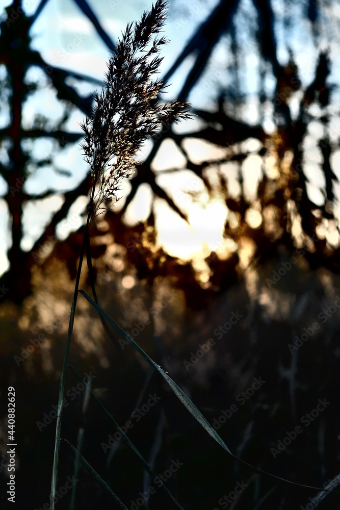 Obraz premium HDR | Sunset in the woods