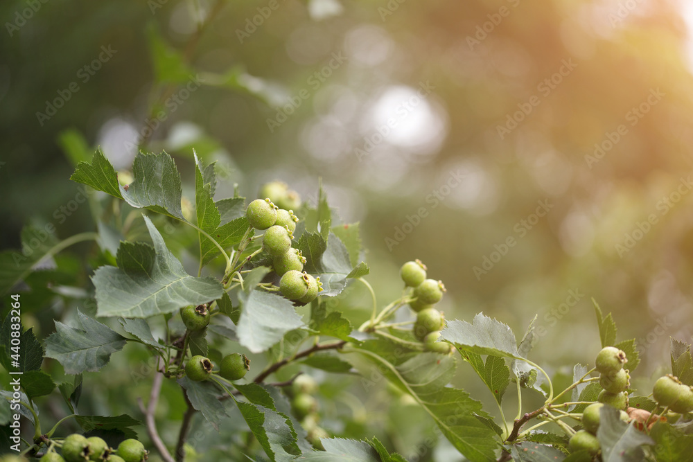 Fototapeta premium Green-green hawthorn fruit on branch
