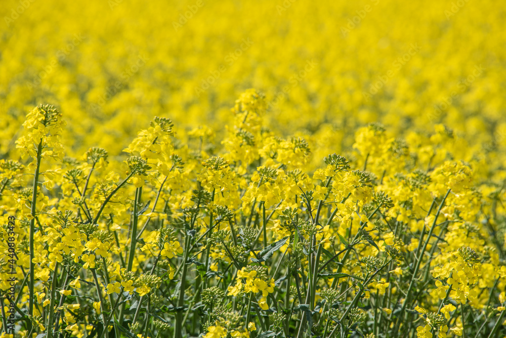 Fototapeta premium view into a yellow flowering rapeseed field