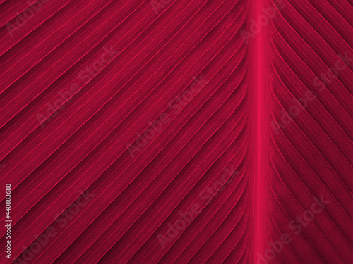 red leaf with lines texture