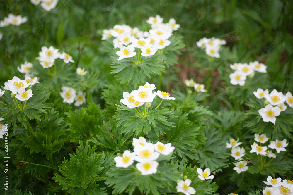 Fototapeta premium 高山植物