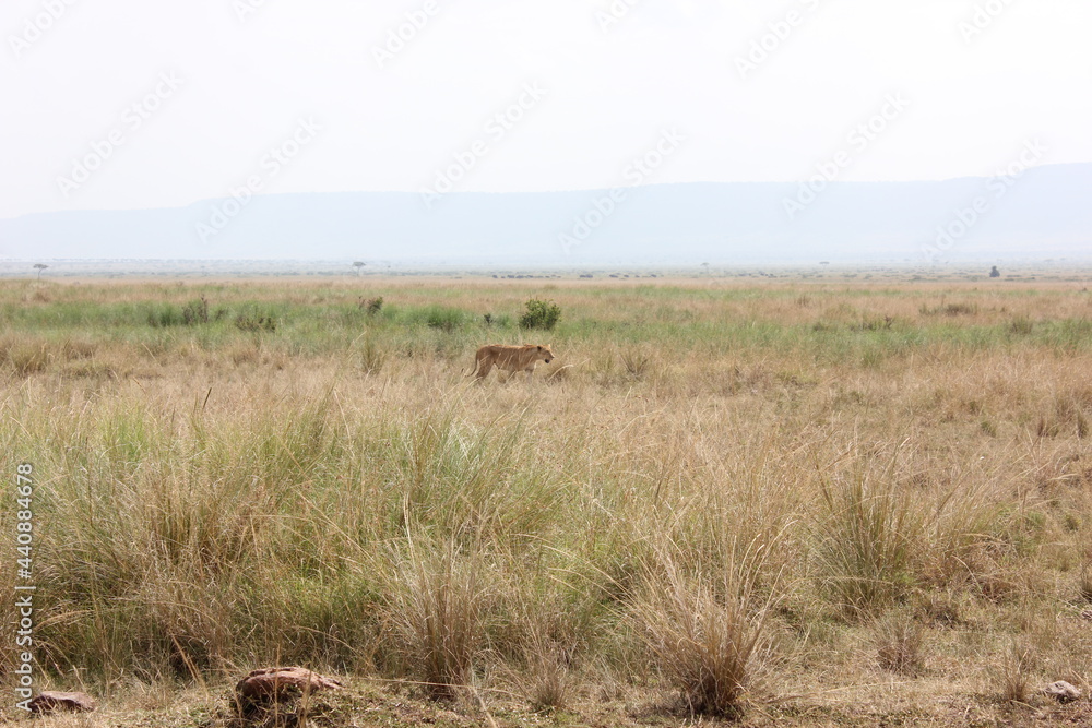 camouflaged lion in the African jungle camouflaged lion in the African jungle