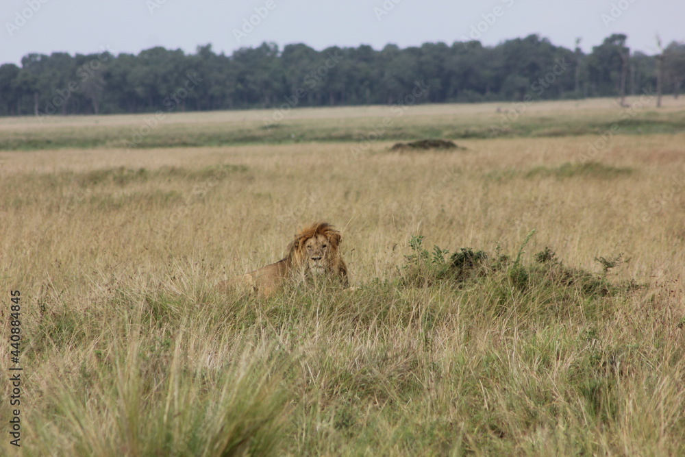 lion king of the jungle lion king of the jungle