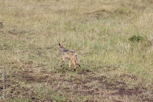small jackal in the African jungle