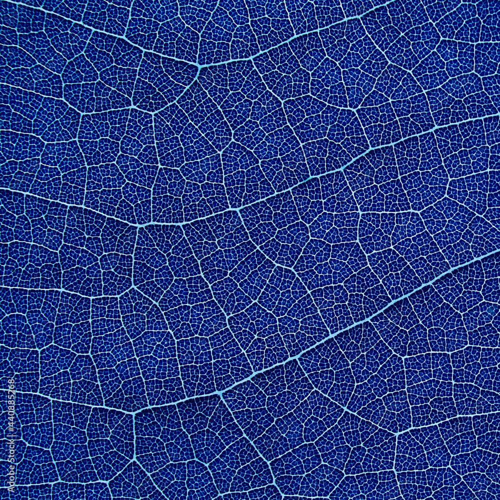 abstract line of vein leaf texture, blue color tone