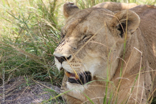 lion resting after a hunt