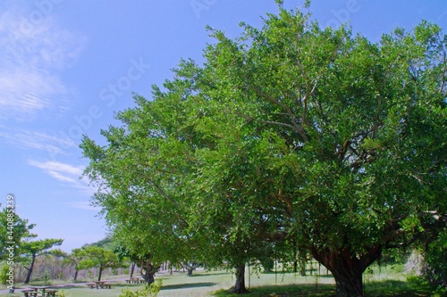 ガジュマルの木