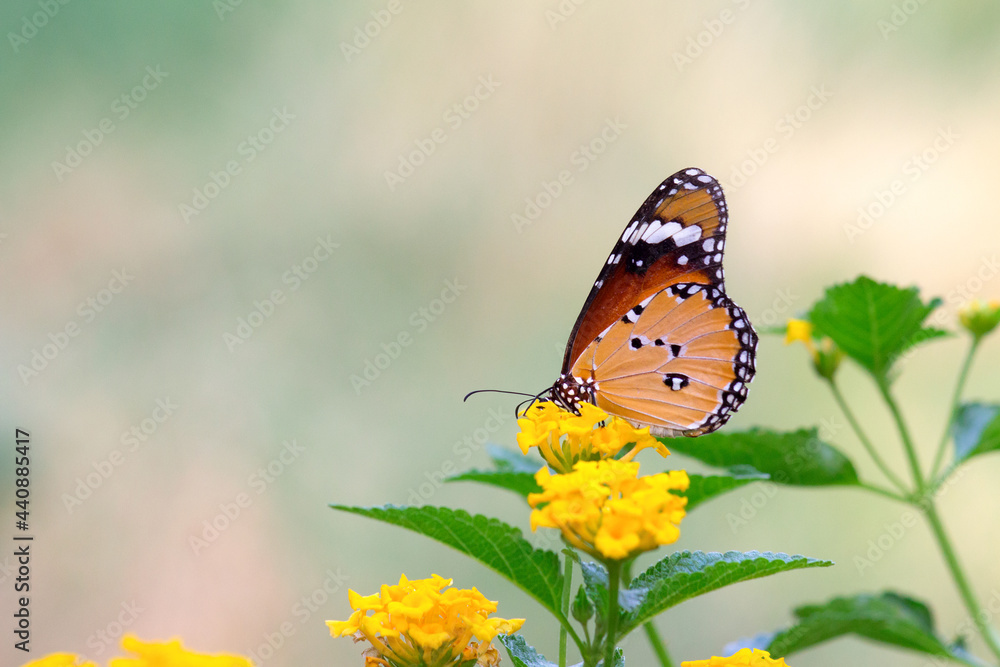 Danaus chrysippus, also known as the plain tiger, African queen, or African monarch, is a medium-sized butterfly widespread in Asia, Australia and Africa. It belongs to the Danainae Danaus chrysippus, also known as the plain tiger, African queen, or African monarch, is a medium-sized butterfly widespread in Asia, Australia and Africa. It belongs to the Danainae
