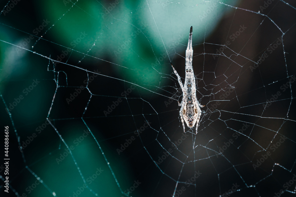 Beautiful close-up view of spider and spider web in front of blurred green color background. Spider fragment macro shot local focus. Horizontal abstract texture with blurred background for design.