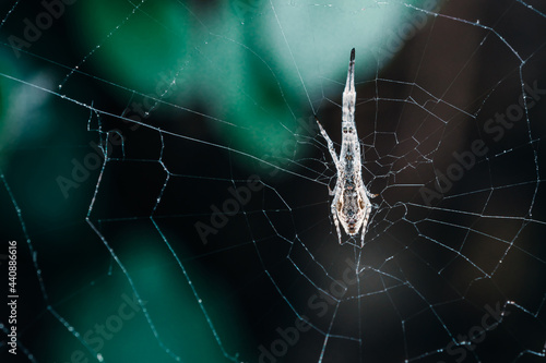 Beautiful close-up view of spider and spider web in front of blurred green color background. Spider fragment macro shot local focus. Horizontal abstract texture with blurred background for design.
