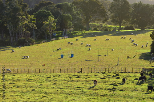 Green paddock with large trees to create shade divided between sheep and cows by wire fence.