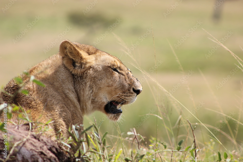 Obraz premium exhausted lioness 
