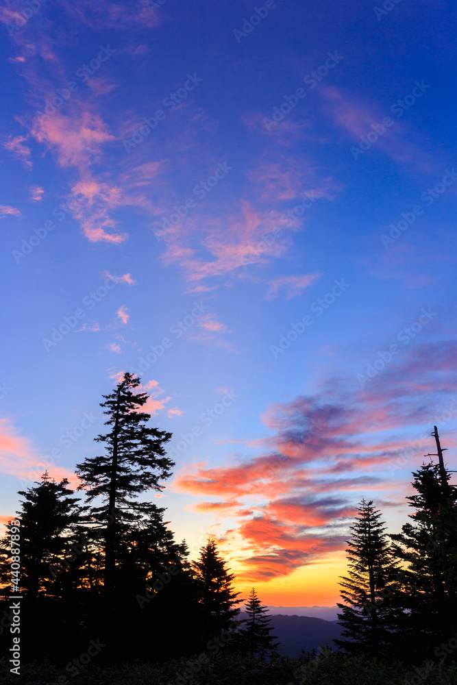 sunrise in the forest