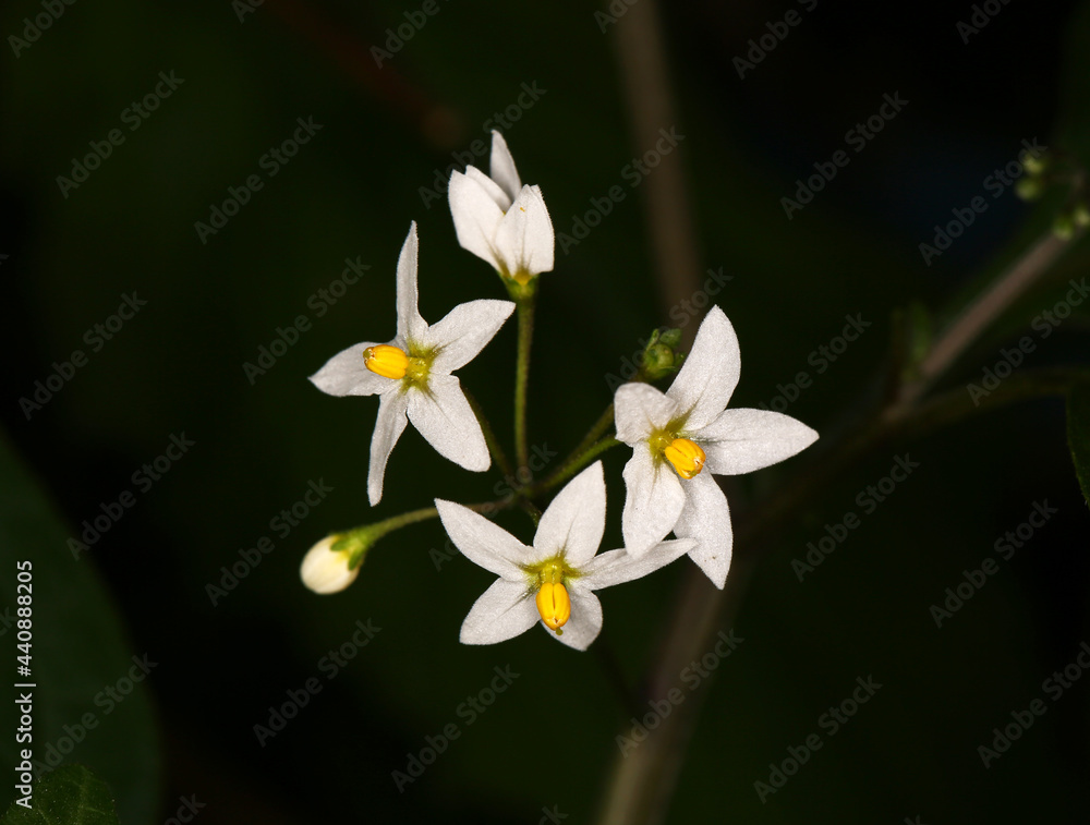 There are white Solanum nigrum blooming on a black background There are white Solanum nigrum blooming on a black background