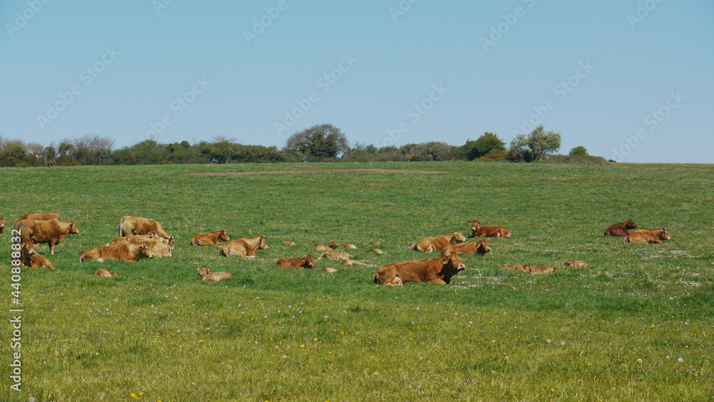Fototapeta premium Billiers en Bretagne en France