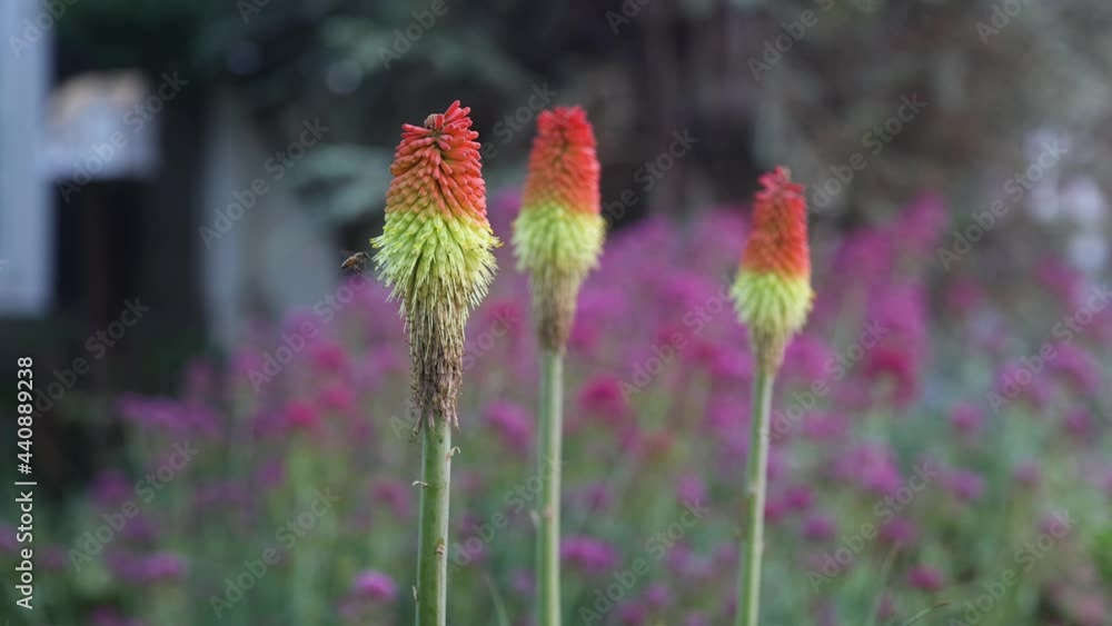 Bee flies around and pollinates beautiful flowers on summer days. 4k High quality, slow motion. Bee flies around and pollinates beautiful flowers on summer days. 4k High quality, slow motion.
