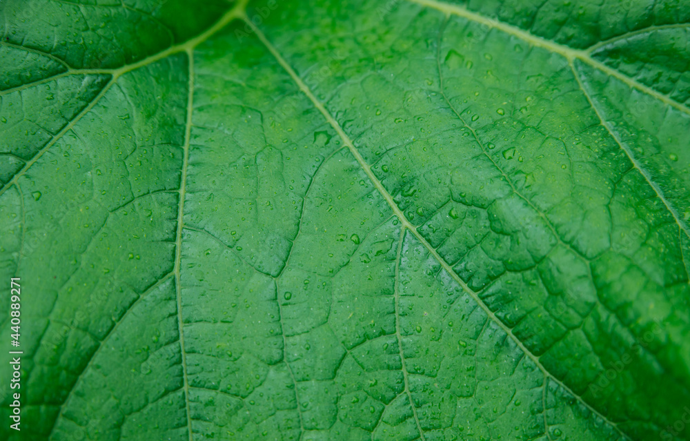 Green leaf background close-up. Natural texture. Green leaf background close-up. Natural texture.