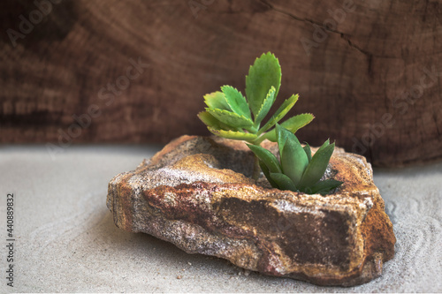 WABI SABI SUCULENTAS Y ROCAS EN FONDO DE MADERA